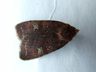 Small Square-spot